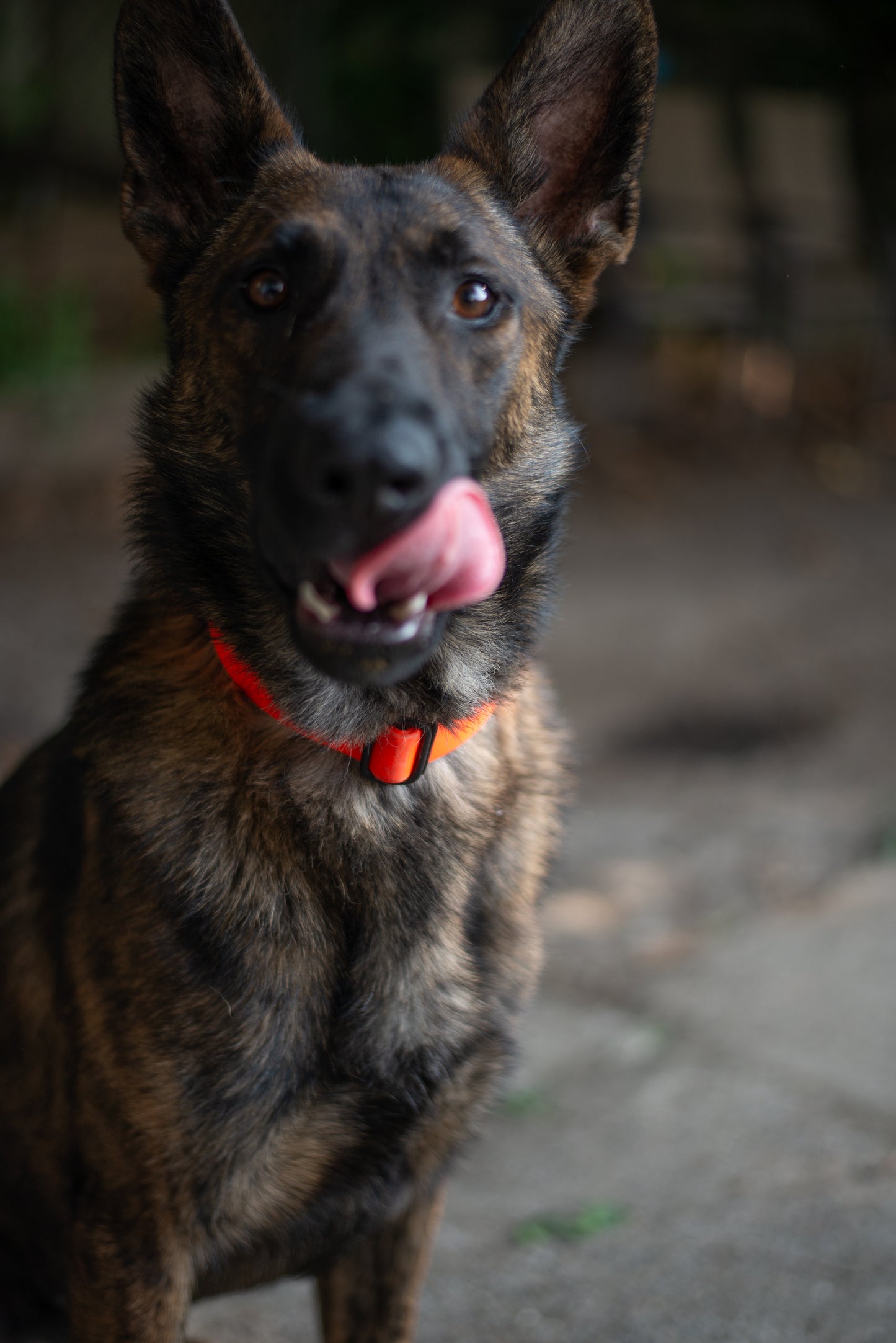 Quick Release Collar 1" - Neon orange