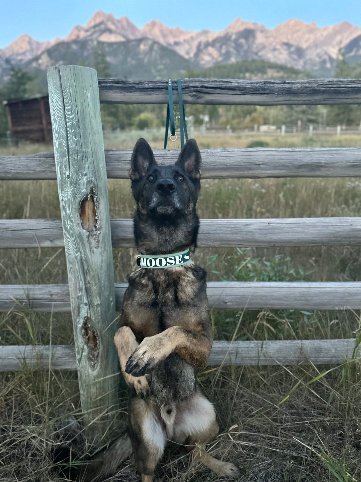 Standard Leash - Custom 1/2" 4ft