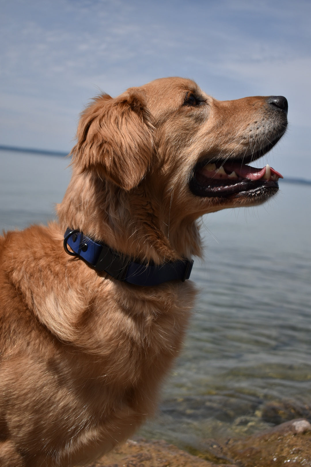 Quick Release Collar 1"- Navy
