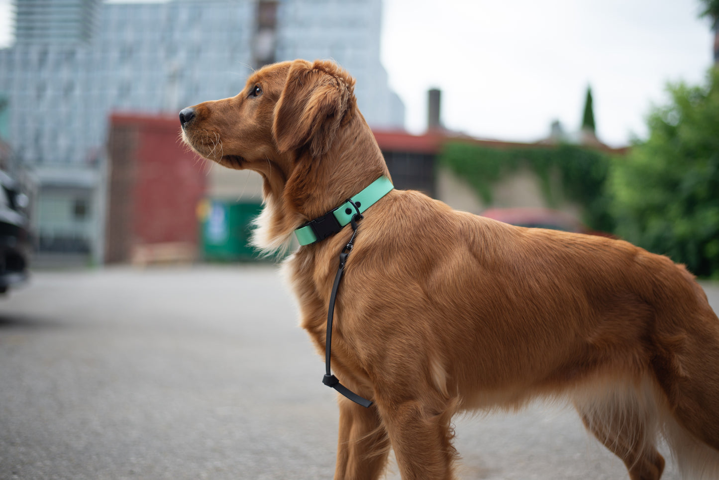 Quick Release Collar 1"- Seafoam