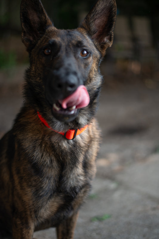Quick Release Collar 1" - Neon orange