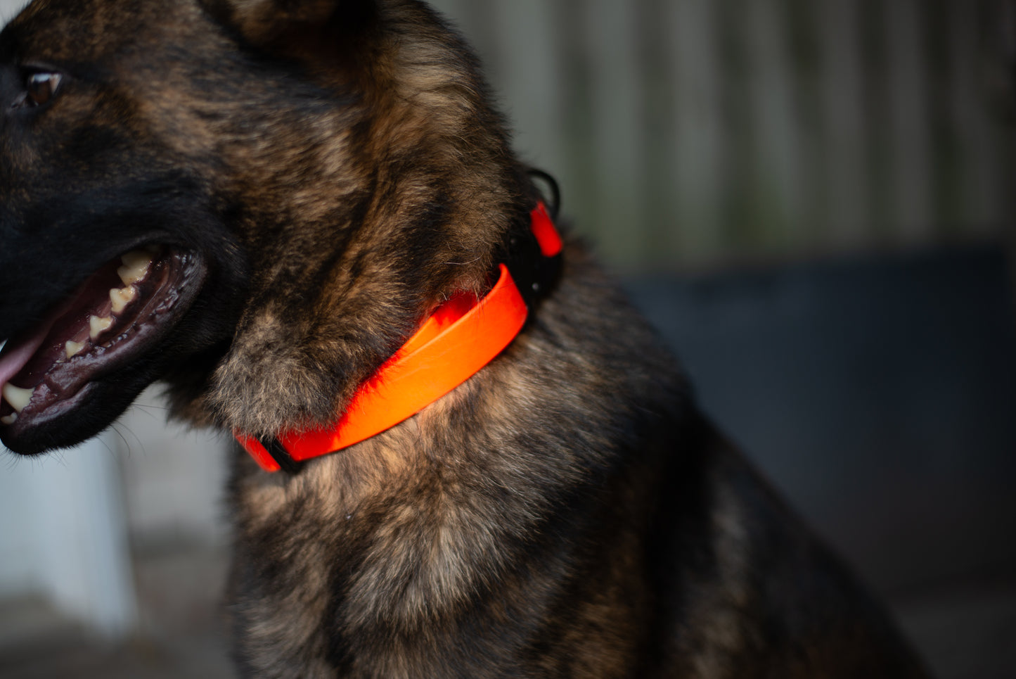 Quick Release Collar 1" - Neon orange