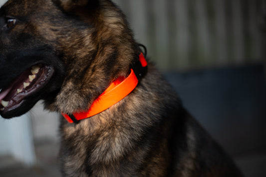 Quick Release Collar 1" - Neon orange