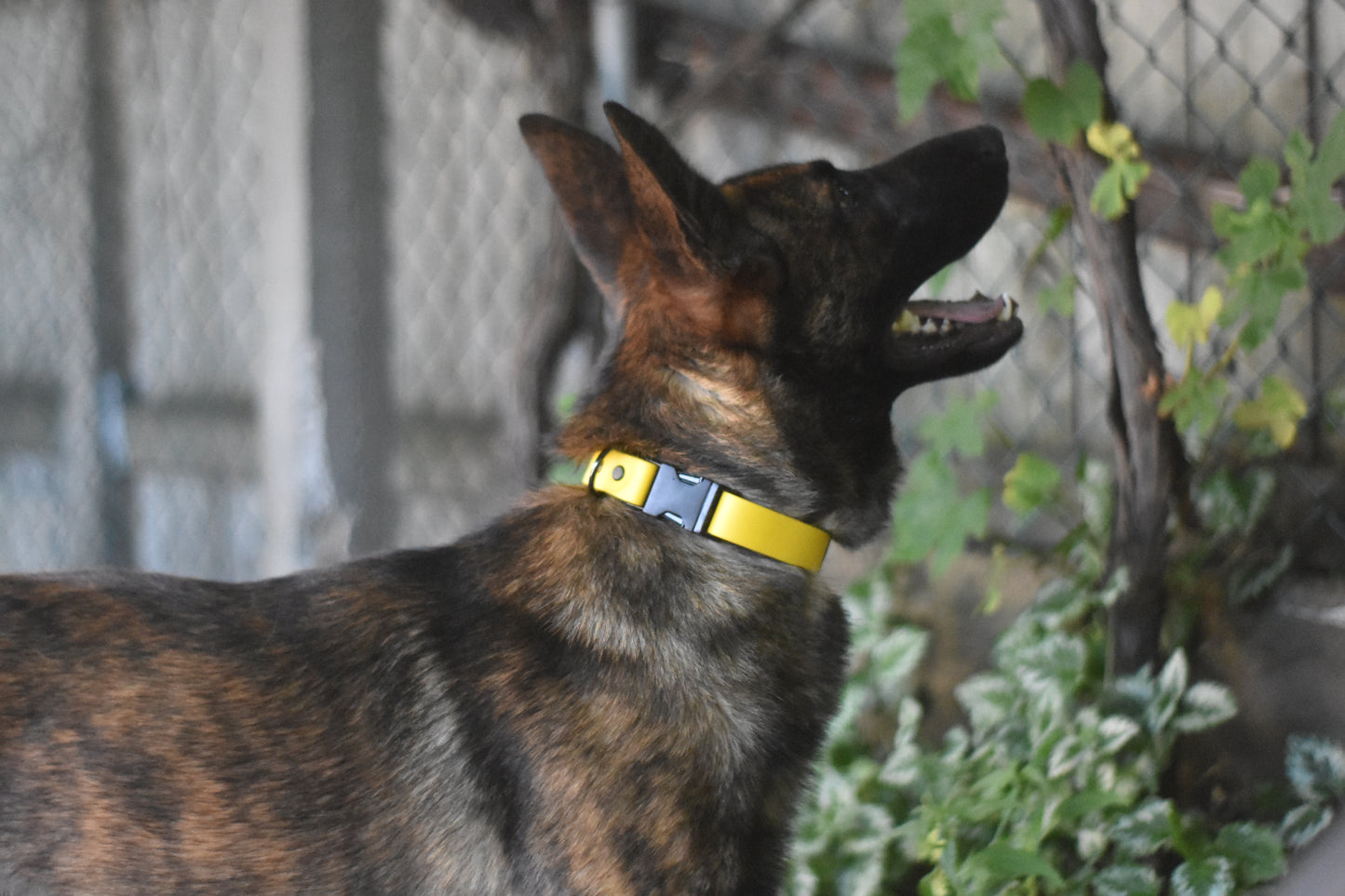 Quick Release Collar 1"- Yellow